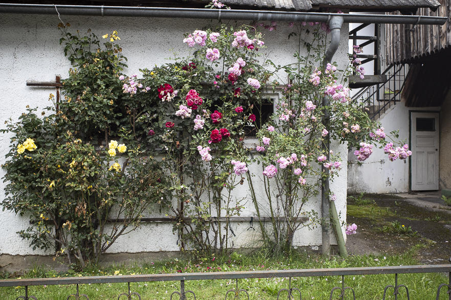 Rosenblüte an einer Hauswand